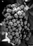 Vertical Cabernet Sauvignon Grapes black and white Photos