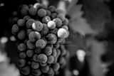 Horizontal A Bunch of Grapes on a Napa Valley Vineyard black and white Photos