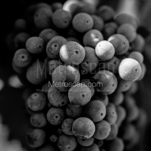 A Bunch of Grapes on a Napa Valley Vineyard -- Napa-Valley Black and White Photos