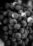 Vertical A Bunch of Grapes on a Napa Valley Vineyard black and white Photos