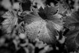 Horizontal A Napa Valley Vineyard Leaf black and white Photos