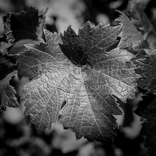 A Napa Valley Vineyard Leaf -- Napa-Valley Black and White Photos