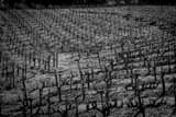 Horizontal The Rolling Hills of a Napa Valley Vineyard black and white Photos