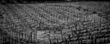 Panoramic The Rolling Hills of a Napa Valley Vineyard black and white Photos