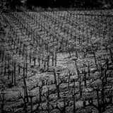 Square The Rolling Hills of a Napa Valley Vineyard black and white Photos