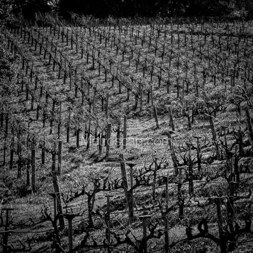 The Rolling Hills of a Napa Valley Vineyard -- Napa-Valley Black and White Photos