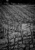Vertical The Rolling Hills of a Napa Valley Vineyard black and white Photos