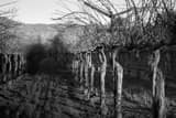 Horizontal A Row of Grapevines black and white Photos