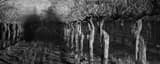 Panoramic A Row of Grapevines black and white Photos