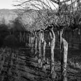 Square A Row of Grapevines black and white Photos
