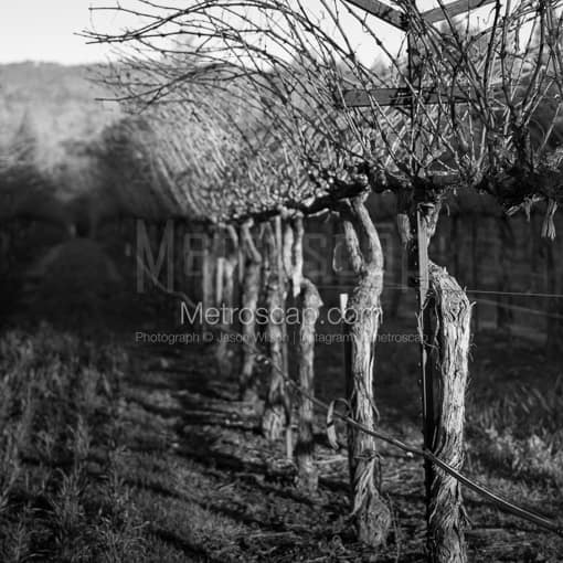 A Row of Grapevines -- Napa-Valley Black and White Photos