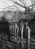 Vertical A Row of Grapevines black and white Photos