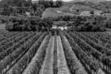 Horizontal Rows of Grapevines in Napa California black and white Photos