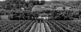Panoramic Rows of Grapevines in Napa California black and white Photos