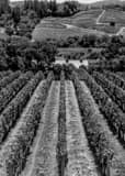 Vertical Rows of Grapevines in Napa California black and white Photos