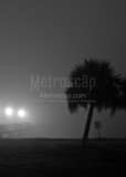 Vertical Early Morning Fog on Lake Ponchartrain black and white Photos