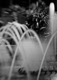 Vertical The Fountains at Harrahs black and white Photos