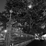 Square A Giant Oak Tree in Jackson Square under a Full Moon black and white Photos