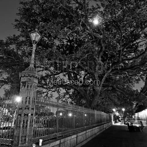 New Orleans Black and White Photos of A Giant Oak Tree in Jackson Square under a Full Moon A Giant Oak Tree in Jackson Square under a Full Moon -- New Orleans Black and White Photos
