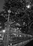 Vertical A Giant Oak Tree in Jackson Square under a Full Moon black and white Photos