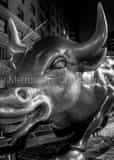 Vertical The Bowling Green Bull black and white Pictures