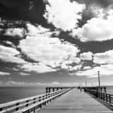 Square A Sea Gull Swoops Down on to the Coney Island Pier Photography