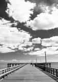 Vertical A Sea Gull Swoops Down on to the Coney Island Pier Photography