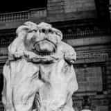 Square The Lion Statue Outside of the New York Public Library Framed Photos
