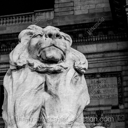 New York City Black and White Photos of The Lion Statue Outside of the New York Public Library The Lion Statue Outside of the New York Public Library -- New York City Black and White Photos