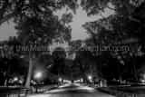 Horizontal The Mall in Central Park black and white Pictures