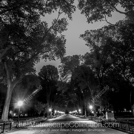 The Mall in Central Park -- New York City Black and White Photography