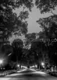 Vertical The Mall in Central Park black and white Pictures