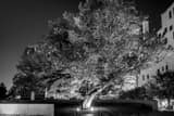 Horizontal The Survivor Tree at the Oklahoma CIty Memorial Framed Photos