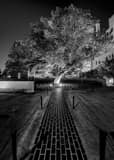 Vertical The Survivor Tree at the Oklahoma CIty Memorial Framed Photos