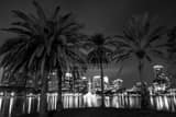 Horizontal The Orlando Skyline behind Palm Trees at Night black and white Photos