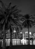 Vertical The Orlando Skyline behind Palm Trees at Night black and white Photos
