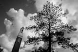 Horizontal The Beta Theta Pi Bell Tower black and white Photos