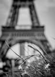 Vertical The Jardins du Trocadero and Le Tour Eiffel landscape black and white Photography