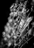 Vertical Paris Love Locks landscape black and white Photography