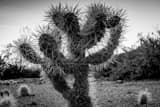 Horizontal A Cholla Cactus at Dusk black and white Photography