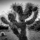 Square A Cholla Cactus at Dusk black and white Photography