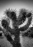 Vertical A Cholla Cactus at Dusk black and white Photography