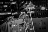 Horizontal Palm Trees in Downtown Phoenix landscape black and white Photography
