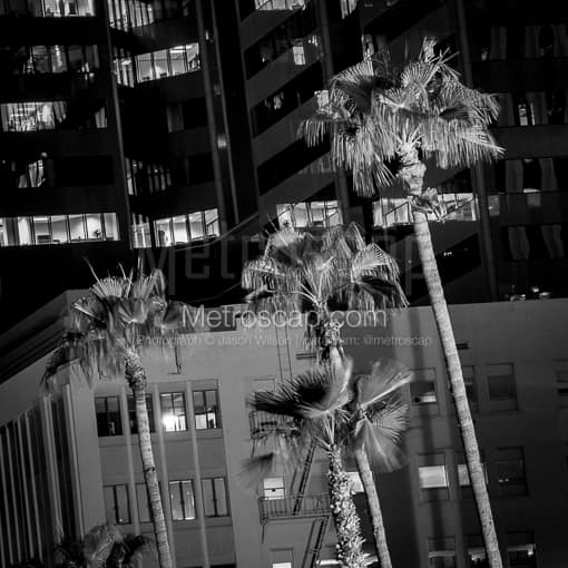 Palm Trees in Downtown Phoenix -- Phoenix Black and White Pictures