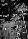 Vertical Palm Trees in Downtown Phoenix landscape black and white Photography