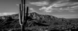 Panoramic An Iconic Saguaro Cactus and the Mazatzal Mountains black and white Photography