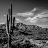 Square An Iconic Saguaro Cactus and the Mazatzal Mountains black and white Photography