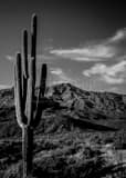 Vertical An Iconic Saguaro Cactus and the Mazatzal Mountains black and white Photography