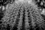 Horizontal Spikes on a Saguaro Cactus black and white Photography