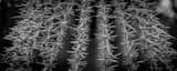 Panoramic Spikes on a Saguaro Cactus black and white Photography